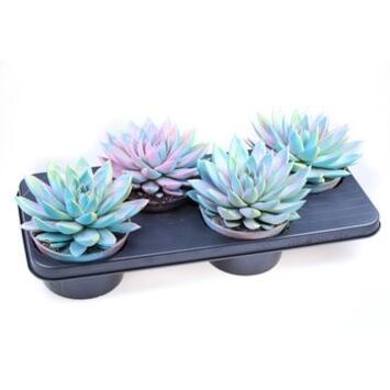 image ECHEVERIA TEINTE PASTEL PAILLETTE
