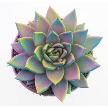 image ECHEVERIA TEINTE PASTEL PAILLETTE