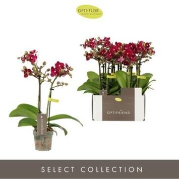 image PHALAENOPSIS 2BR MF MAUVE LOLA