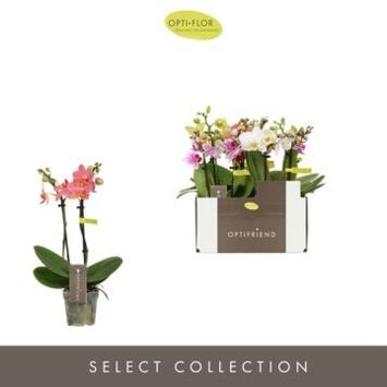 image PHALAENOPSIS 2BR MF