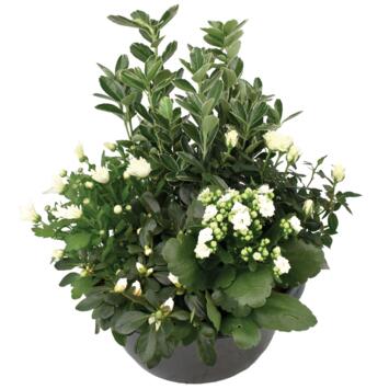 image COUPE EXT HENRI