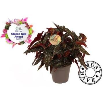image BEGONIA MACULATA BLACK FOREST
