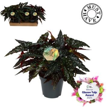 image BEGONIA MACULATA BLACK FOREST