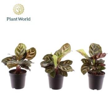 image CALATHEA MAKOYANA