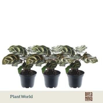 image CALATHEA MAKOYANA