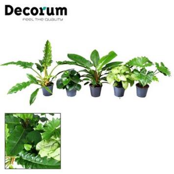 image PLANTE VERTE VARIEE