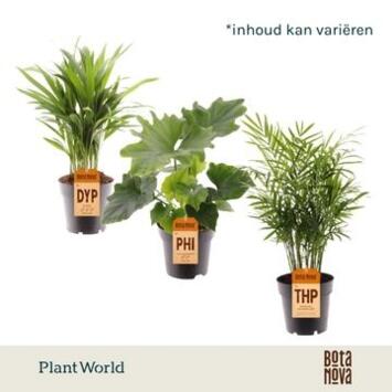 image PLANTE VERTE VARIEE