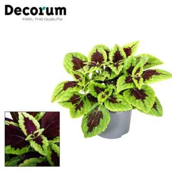 image COLEUS ALLIGATOR