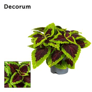 image COLEUS ALLIGATOR