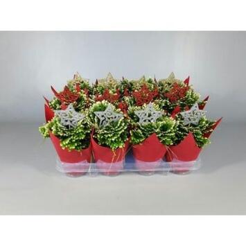 image SELAGINELLE JORRY DECO NOEL