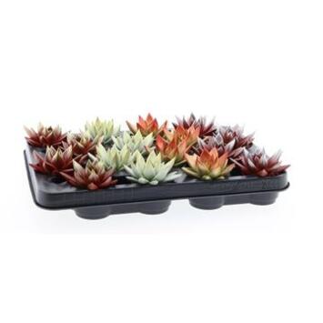 image ECHEVERIA MIRANDA TEINTE