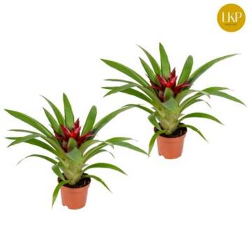image GUZMANIA SKY ROUGE