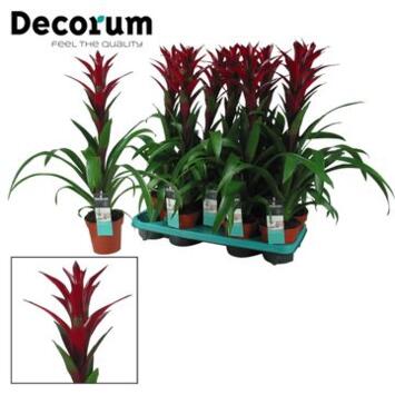 image GUZMANIA SWITCH MAUVE