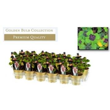 image OXALIS DEPPEI P OR