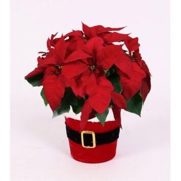 image POINSETTIA 4/5BR ROUGE P DECO