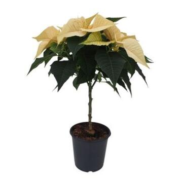 image POINSETTIA BLANC TIGE