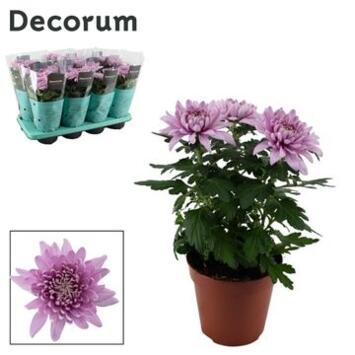 image DENDRANTHEMA SUPERNOVA PINK 3PP