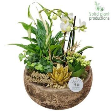 image COMPO 5 PLANTES COUPE