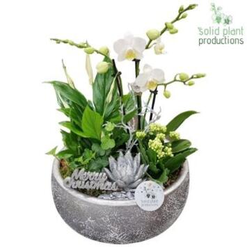 image COMPO 5 PLANTES COUPE
