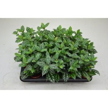 image PILEA CADIEREI
