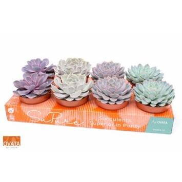 image ECHEVERIA VARIE
