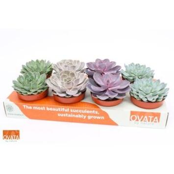 image ECHEVERIA VARIE