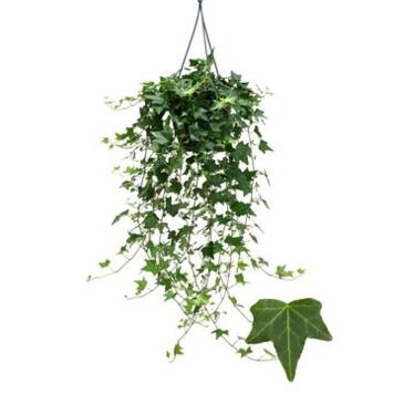 image HEDERA PITTSBURGH SUSP