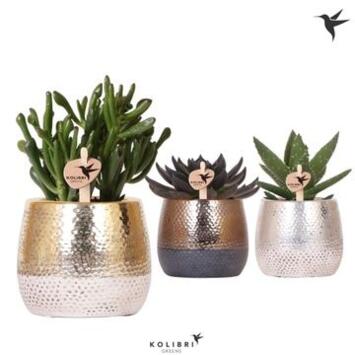 image SUCCULENTE VARIEE CERAM