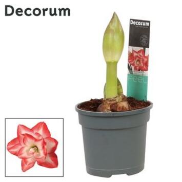 image AMARYLLIS 2TIGES FL DBLE BLOSSOM PEACOCK