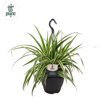 image CHLOROPHYTUM VITTATUM SUSP
