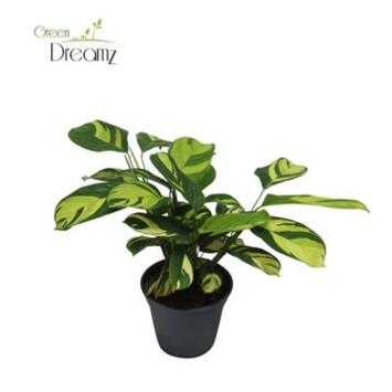 image CTENANTHE GOLDEN MOSAIC
