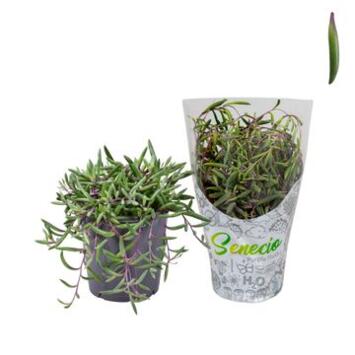 image SENECIO HERREIANUS PURPLE FLUSH