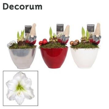image AMARYLLIS 2TIGES BLANCHE DECO CERAM