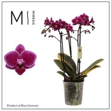 image PHALAENOPSIS 3BR MF VICKY CERAM