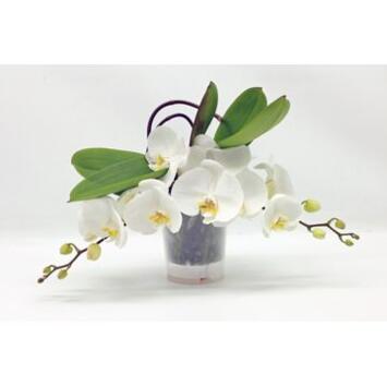 image PHALAENOPSIS 2BR BLANC