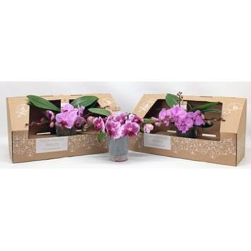 image PHALAENOPSIS 2BR ROSE CARTON