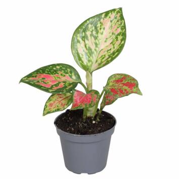 image AGLAONEMA RED ZIRKON