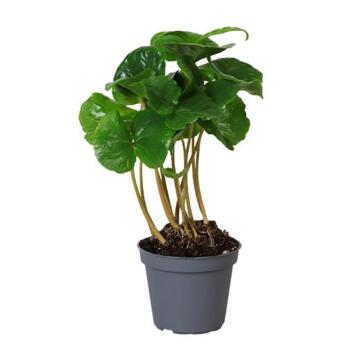 image COFFEA ARABICA