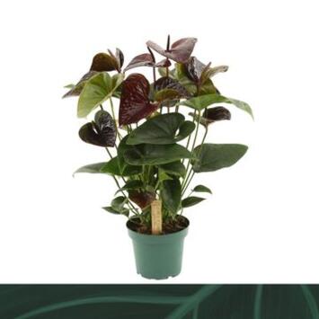 image ANTHURIUM ANDREANUM ESSENCIA