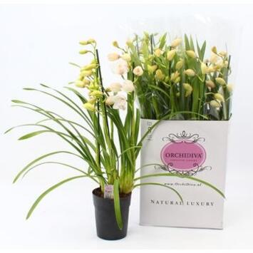 image CYMBIDIUM 3/4BR VARIES