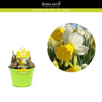 image NARCISSE PARTY