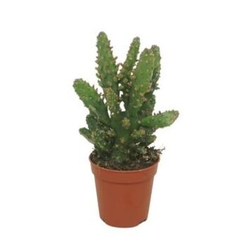 image CACTUS OPUNTIA TUNA