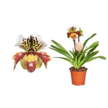 image PAPHIOPEDILUM 2BR AMERICAIN