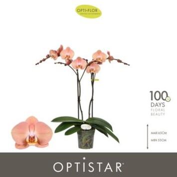 image PHALAENOPSIS 2BR ORANGE SUKI