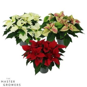 image POINSETTIA 5/6BR VARIE