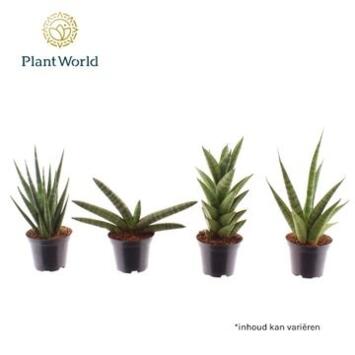 image SANSEVIERIA SONORA VARIE