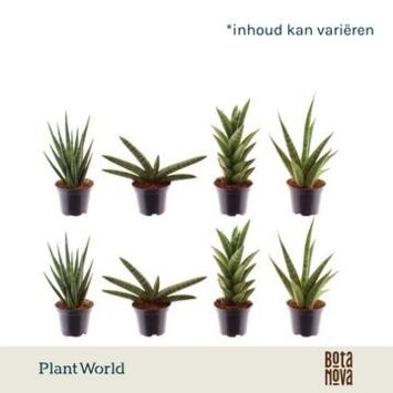 image SANSEVIERIA SONORA VARIE