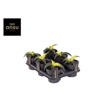 image SANSEVIERIA STAR CANARY