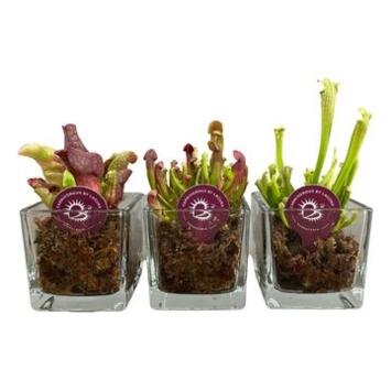 image SARRACENIA CUBE VERRE