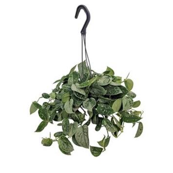 image SCINDAPSUS PICTUS SILVER ANN SUSP